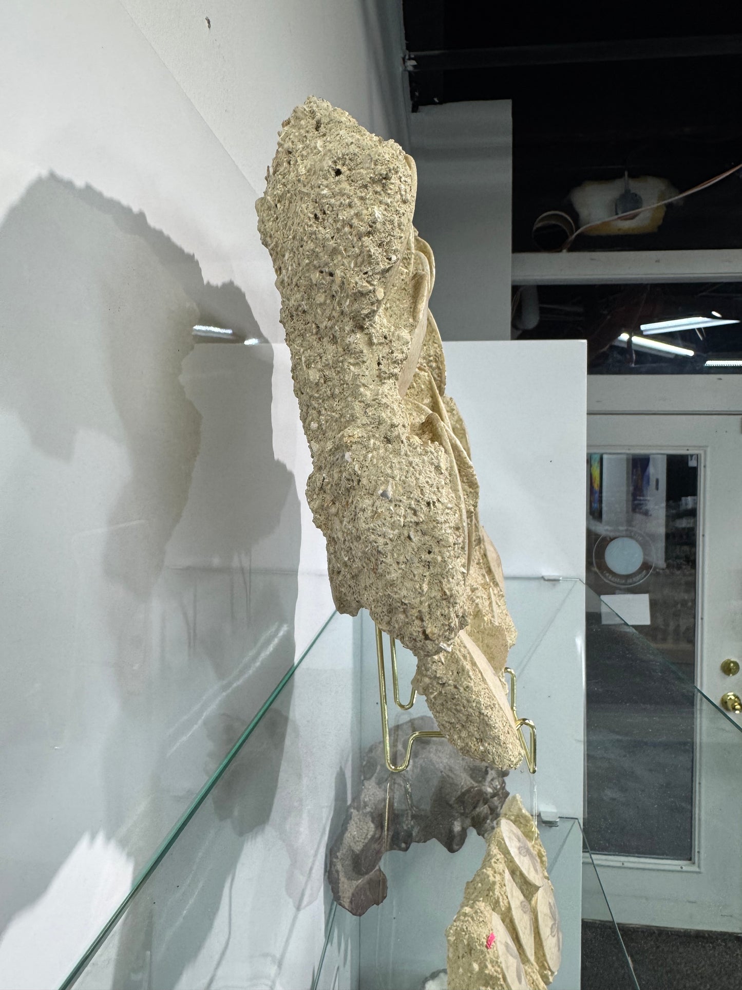 Large Scutella Plate Miocene Period (23 Million years old)