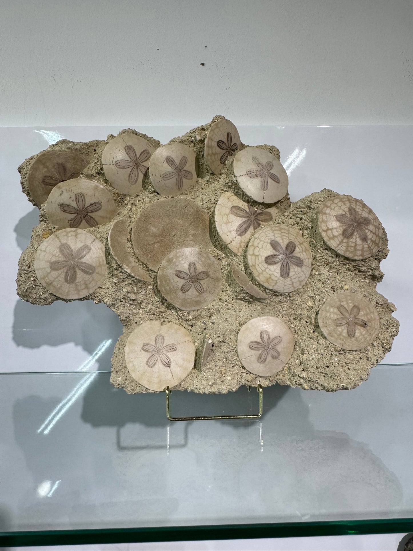 Large Scutella Plate Miocene Period (23 Million years old)