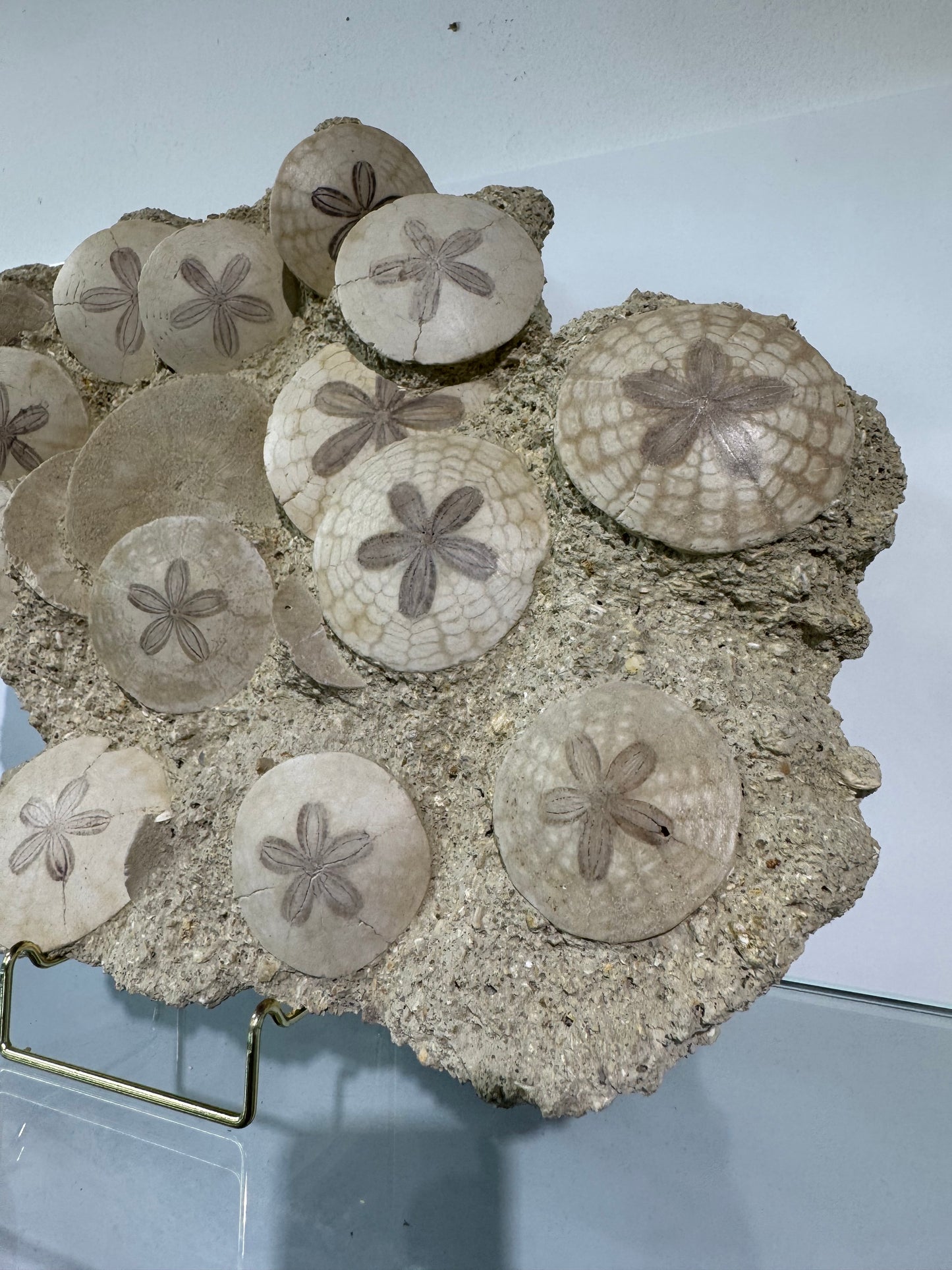 Large Scutella Plate Miocene Period (23 Million years old)