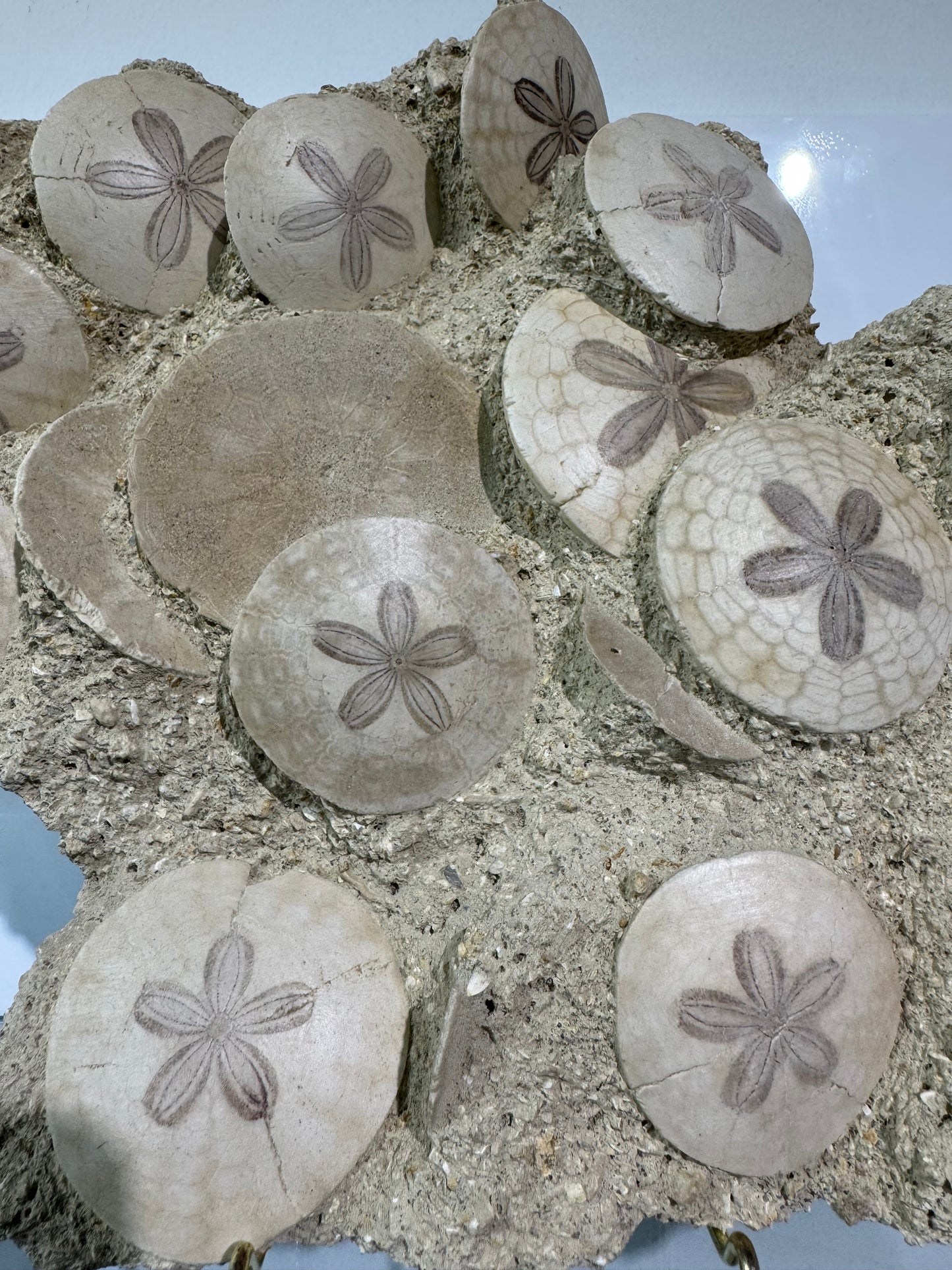 Large Scutella Plate Miocene Period (23 Million years old)