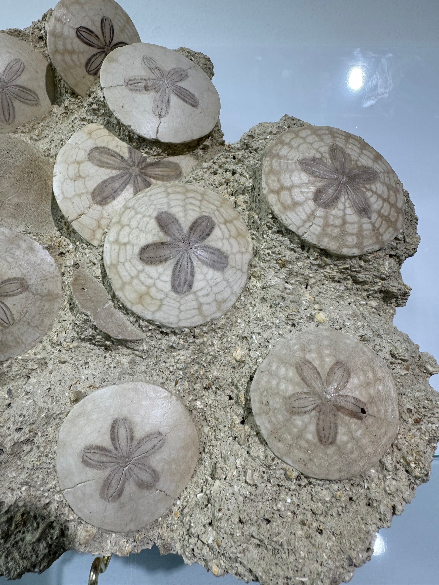 Large Scutella Plate Miocene Period (23 Million years old)