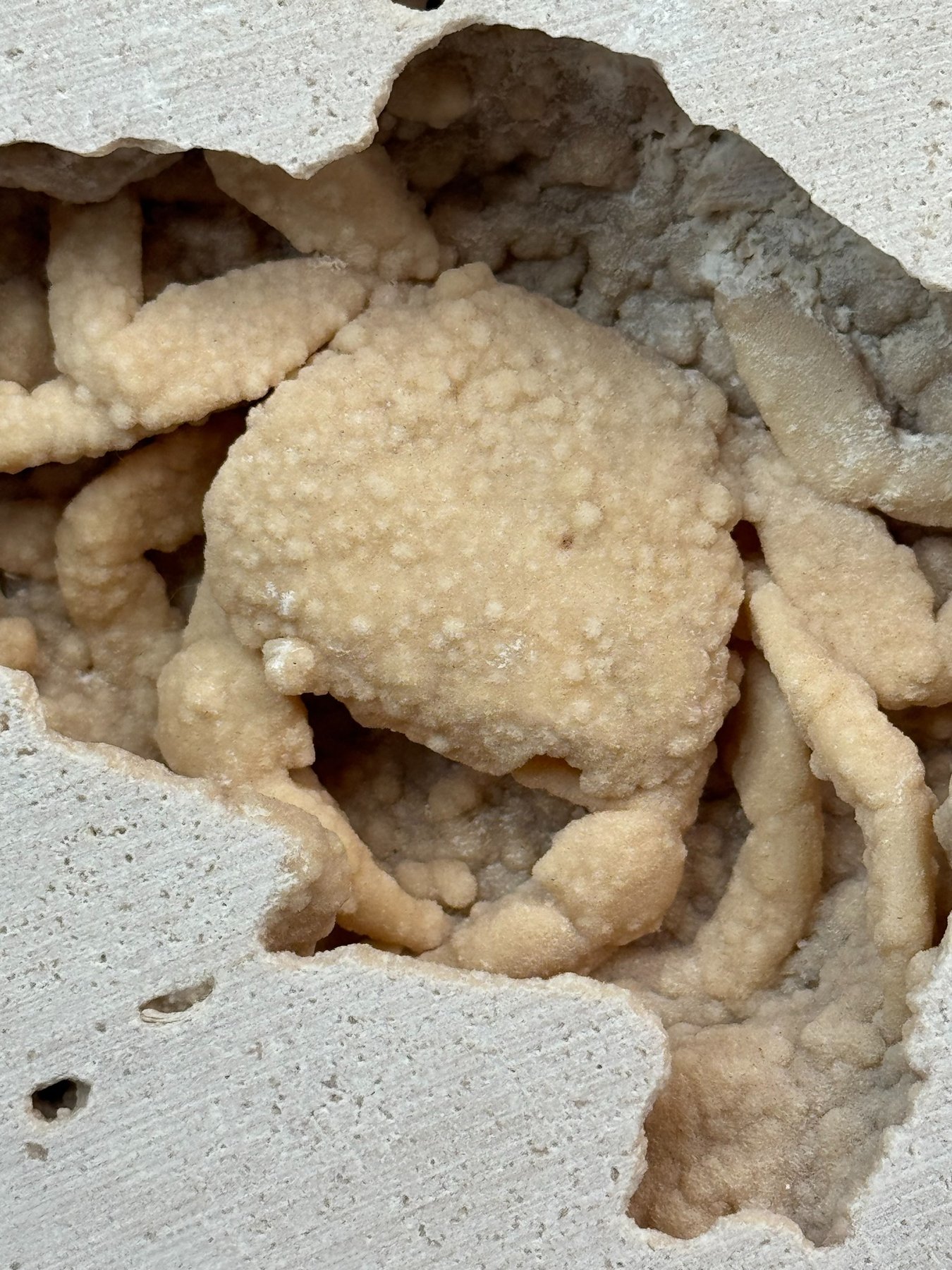Fossilized crab in travertine from Denizli Basin, Turkey, view 2