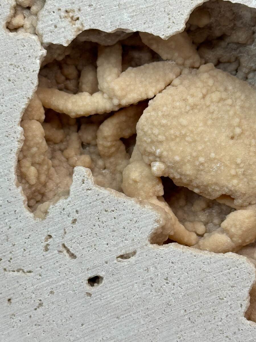 Fossilized crab in travertine from Denizli Basin, Turkey, view 3