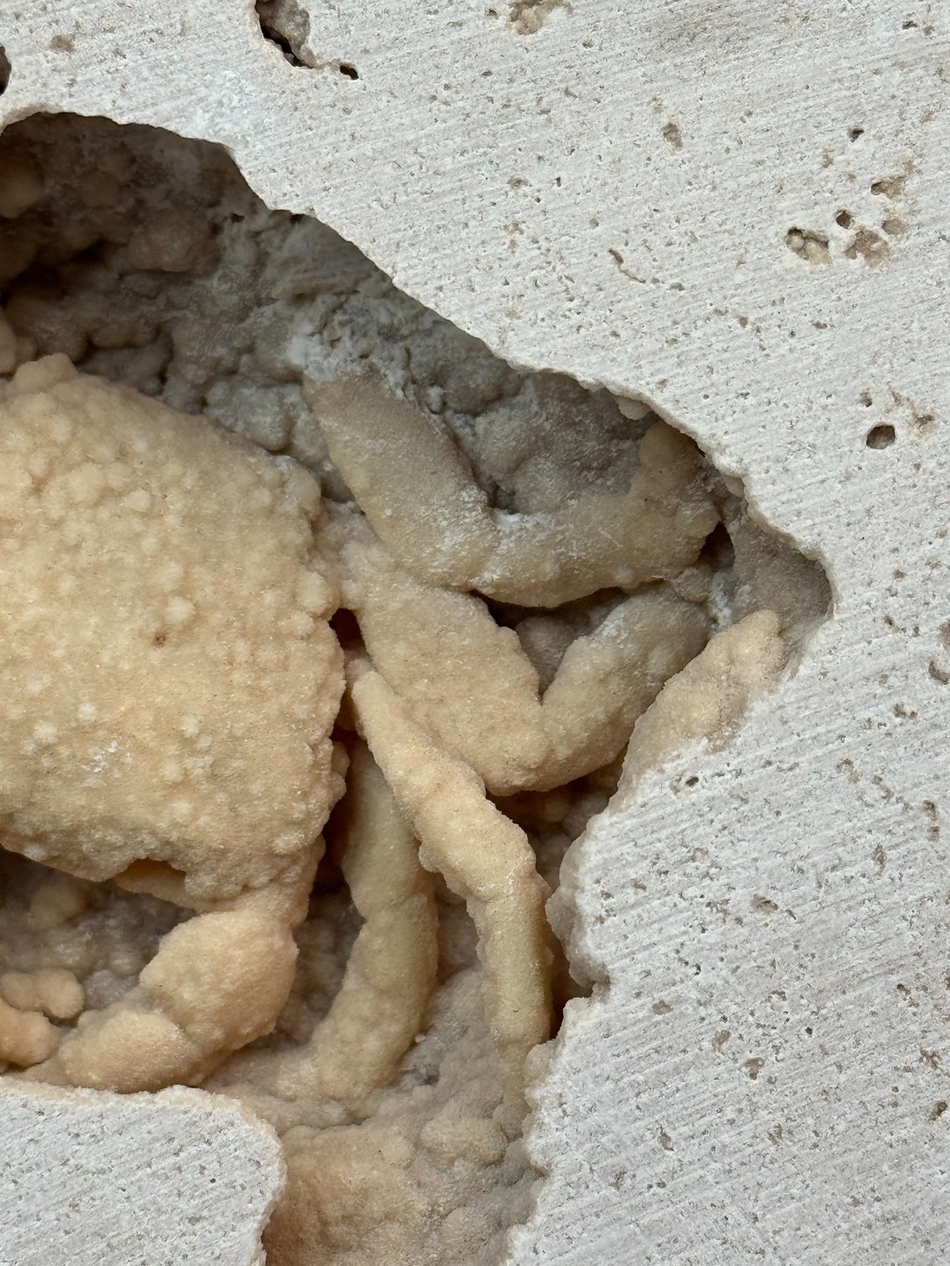 Fossilized crab in travertine from Denizli Basin, Turkey, view 4