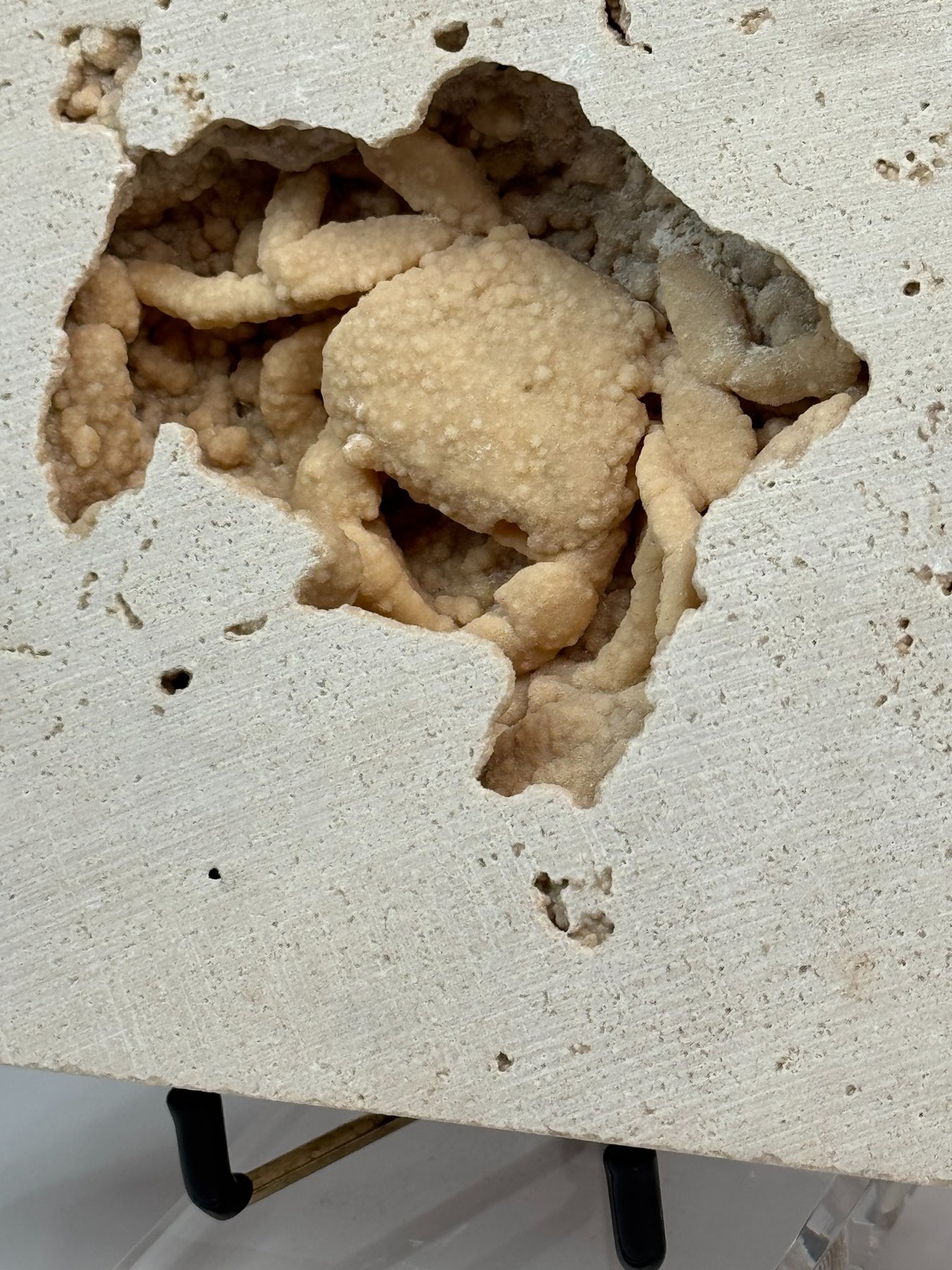 Fossilized crab in travertine from Denizli Basin, Turkey, view 5