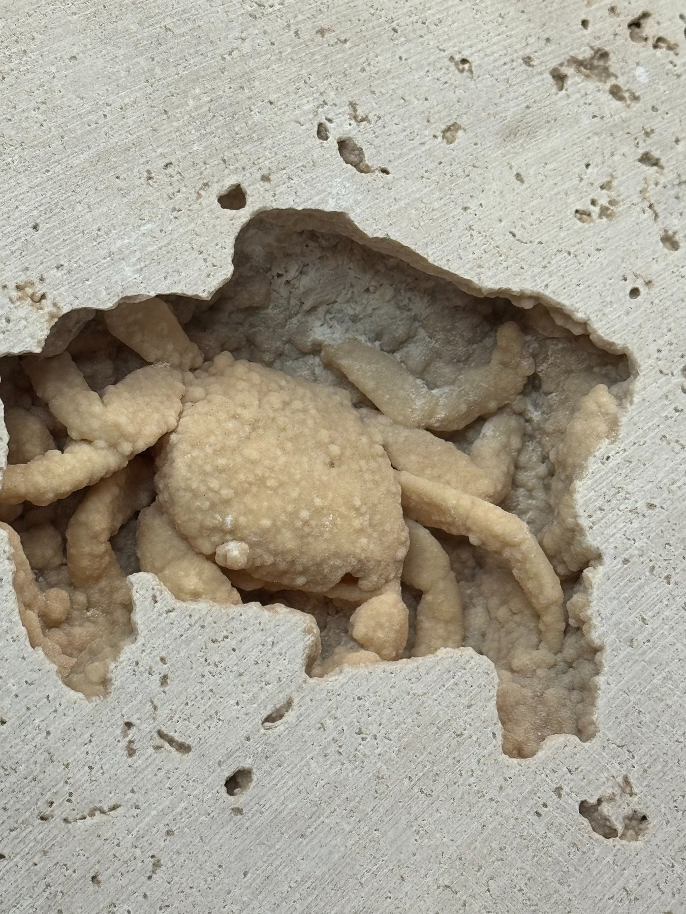 Fossilized crab in travertine from Denizli Basin, Turkey, view 6