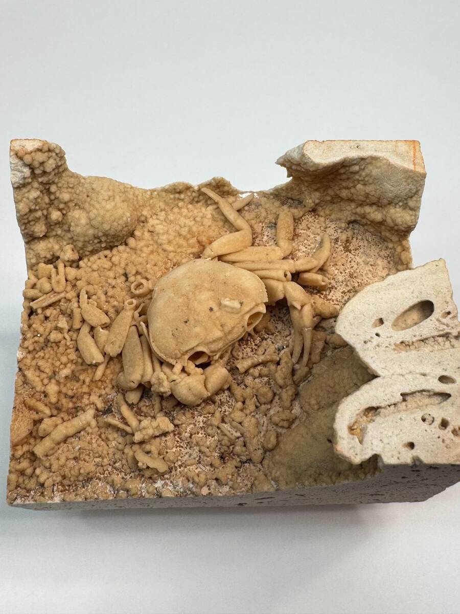 Small fossilized crab in travertine from Denizli Basin, Turkey, view 1