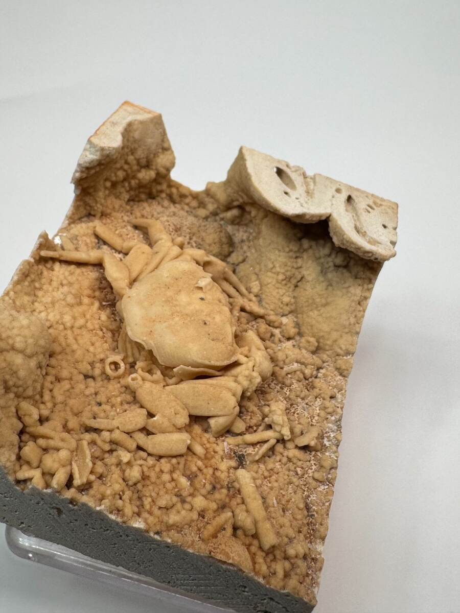 Small fossilized crab in travertine from Denizli Basin, Turkey, view 2