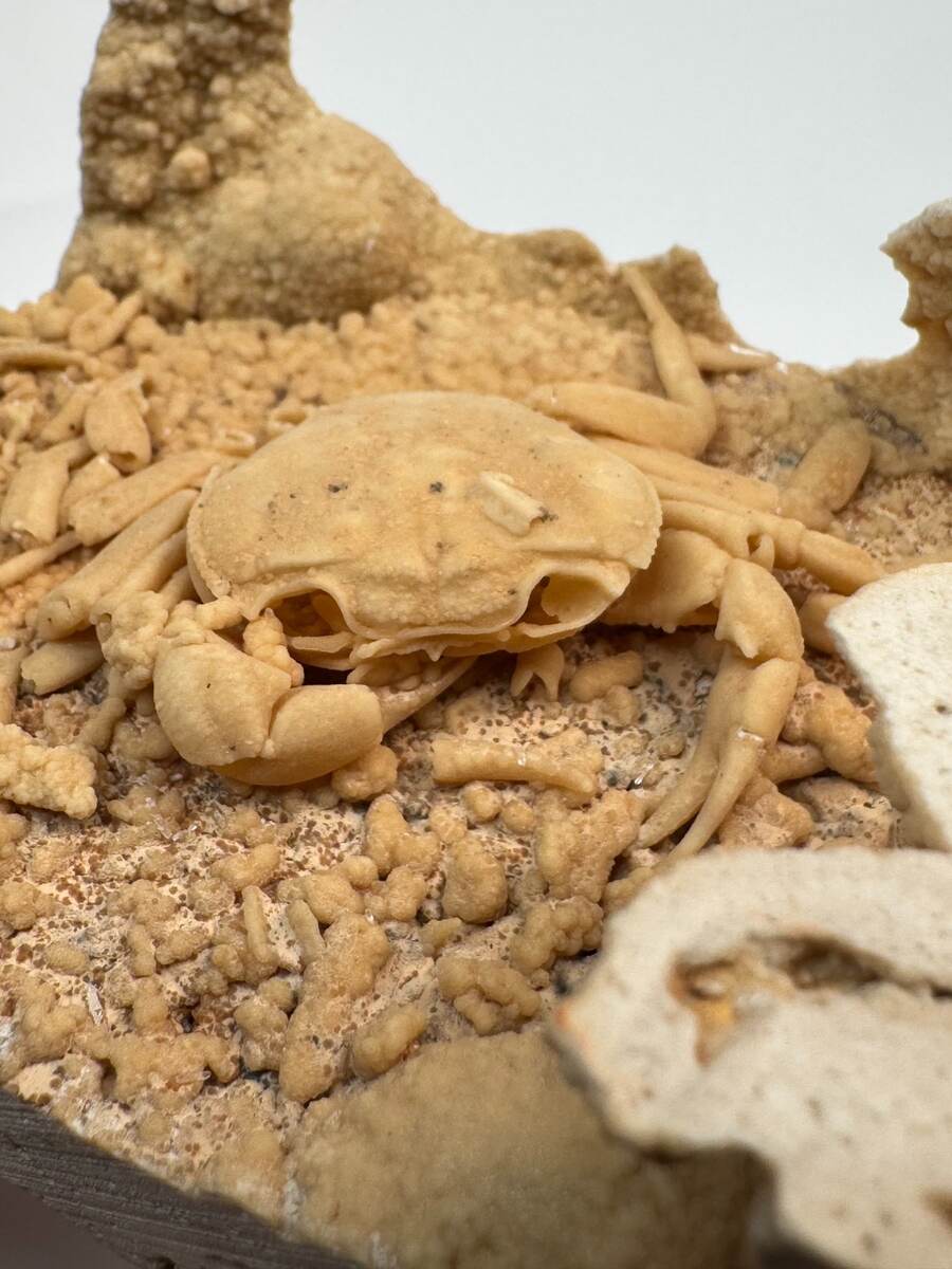 Small fossilized crab in travertine from Denizli Basin, Turkey, view 3