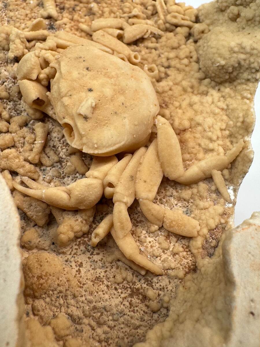 Small fossilized crab in travertine from Denizli Basin, Turkey, view 4