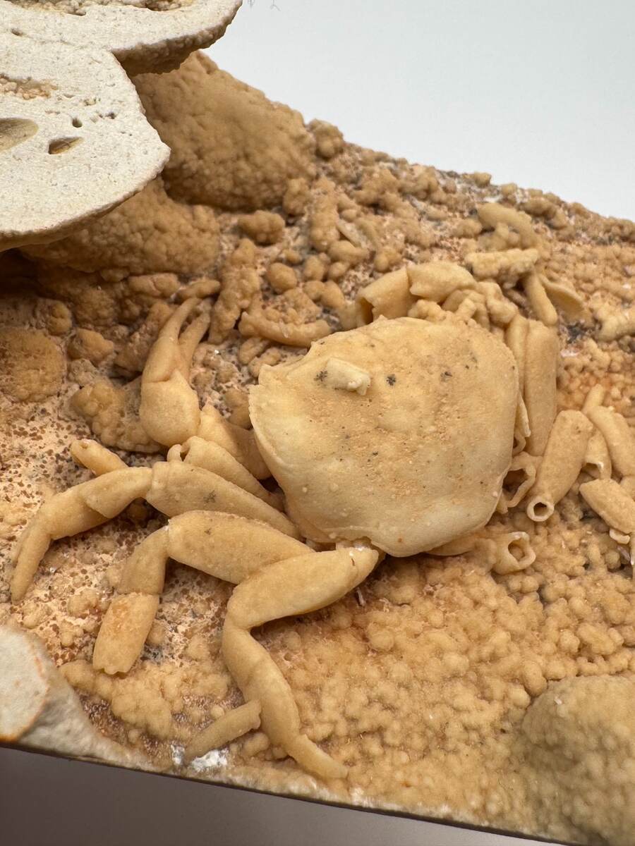 Small fossilized crab in travertine from Denizli Basin, Turkey, view 5