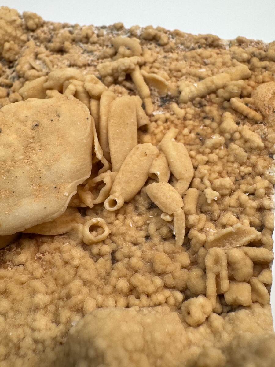 Small fossilized crab in travertine from Denizli Basin, Turkey, view 6