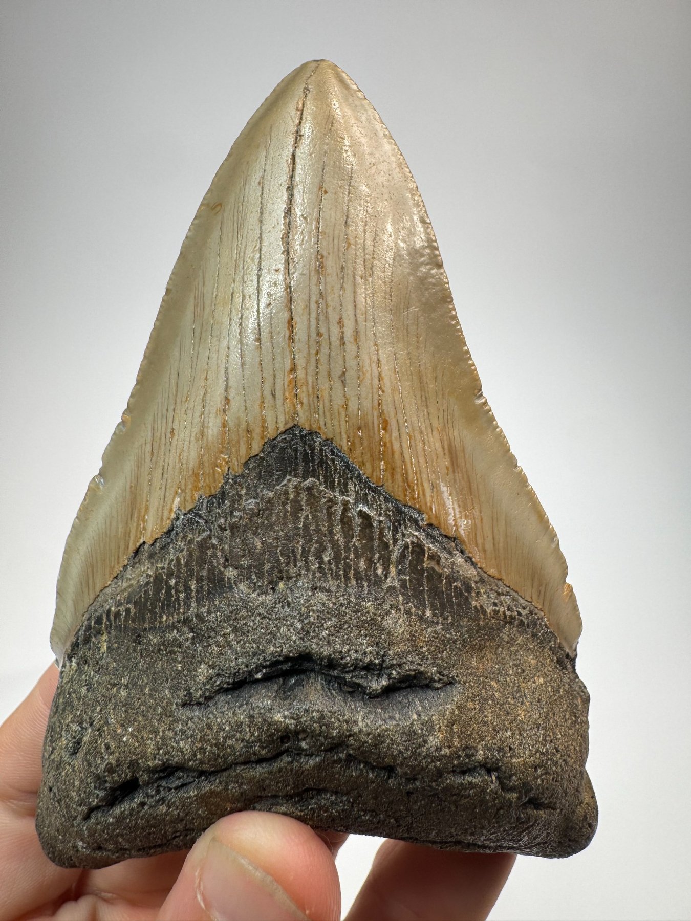 Megalodon tooth from South Carolina, view 1