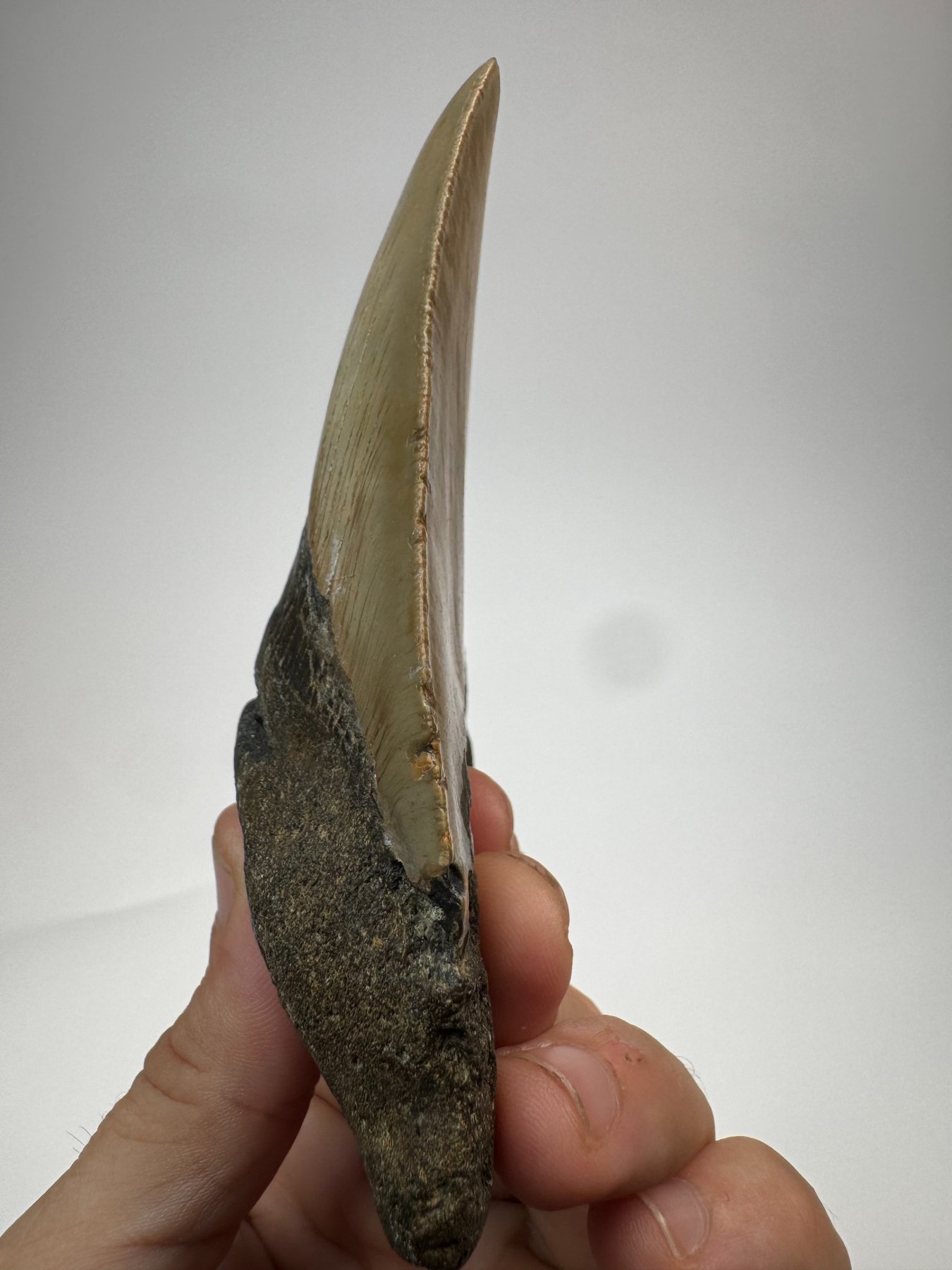 Megalodon tooth from South Carolina, view 2