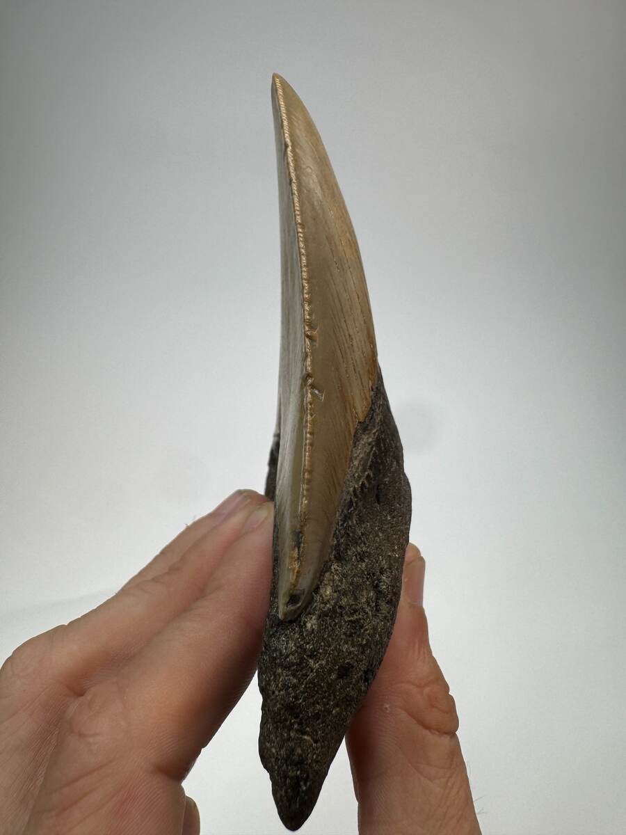 Megalodon tooth from South Carolina, view 3