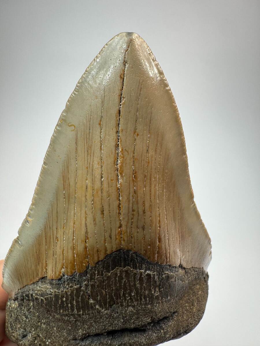 Megalodon tooth from South Carolina, view 4