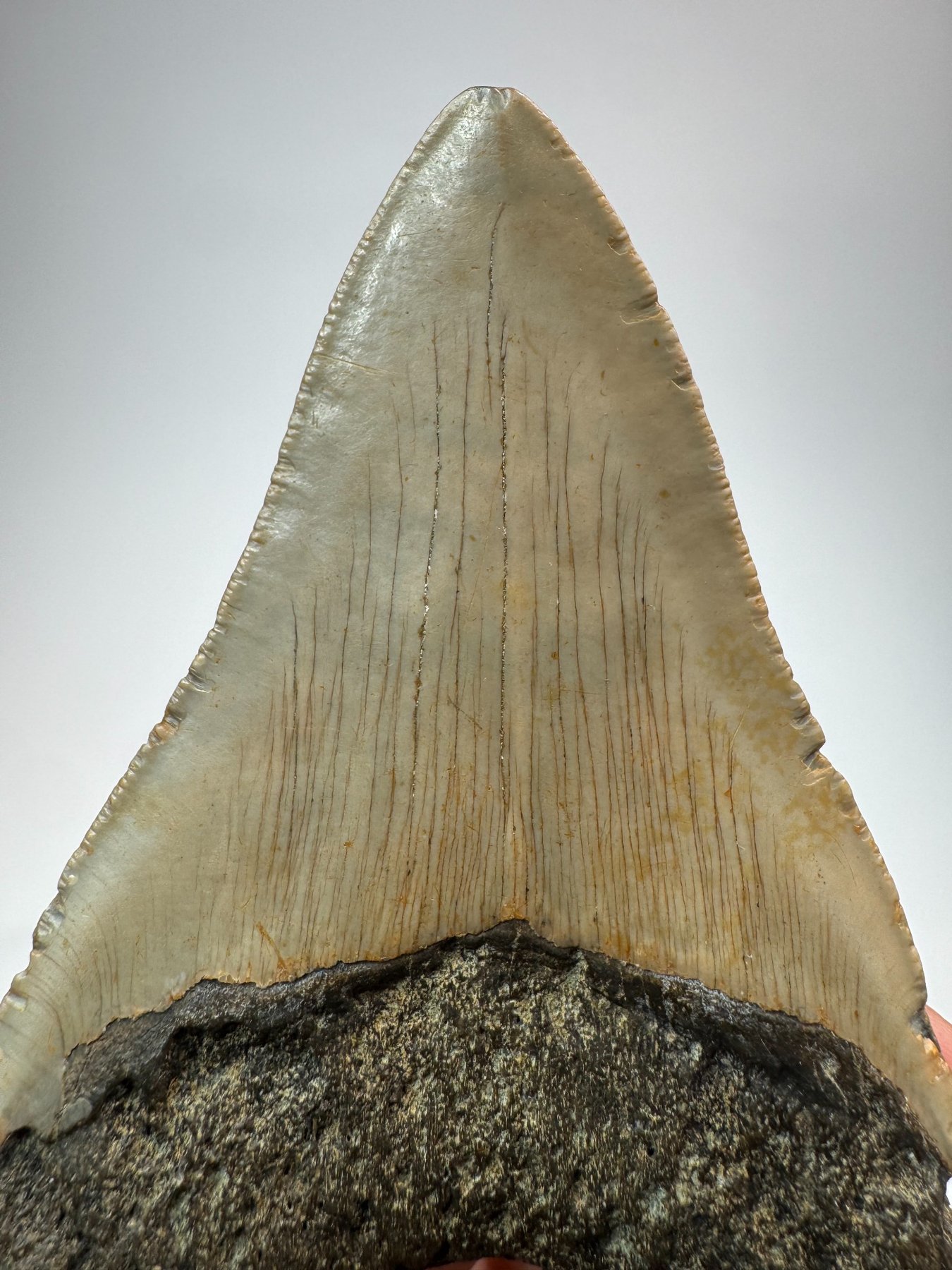 Megalodon tooth from South Carolina, view 5