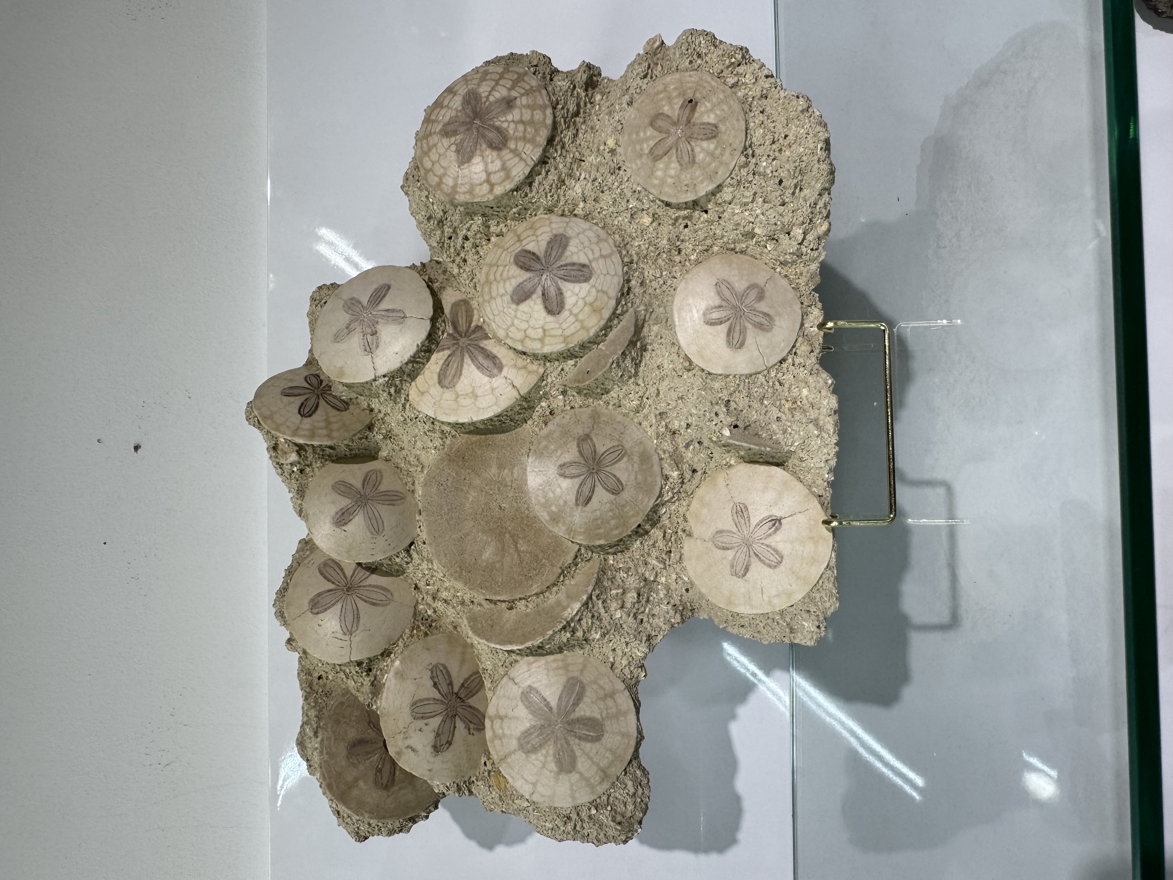 Large Scutella fossil plate, view 1