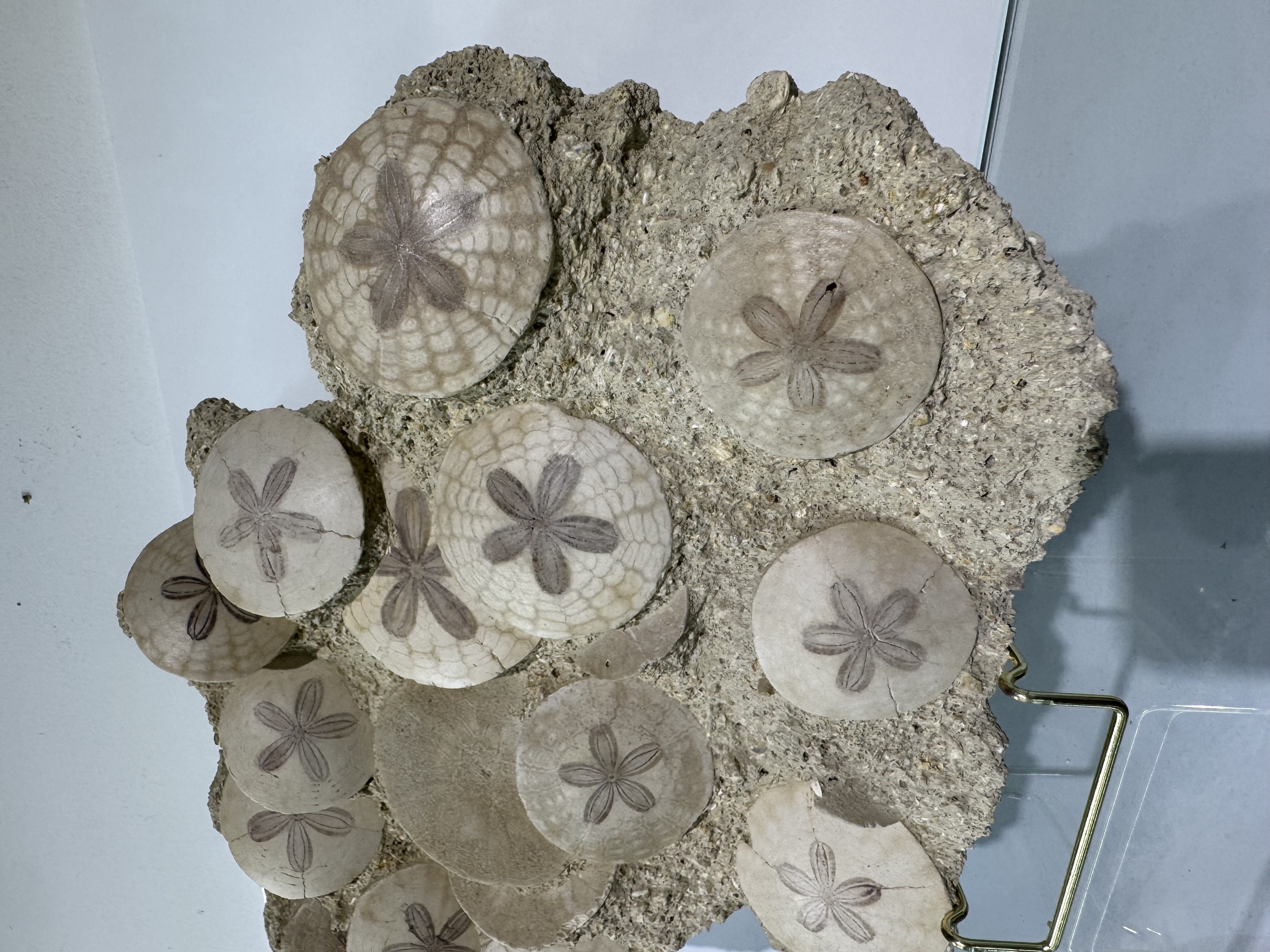 Large Scutella fossil plate, view 2