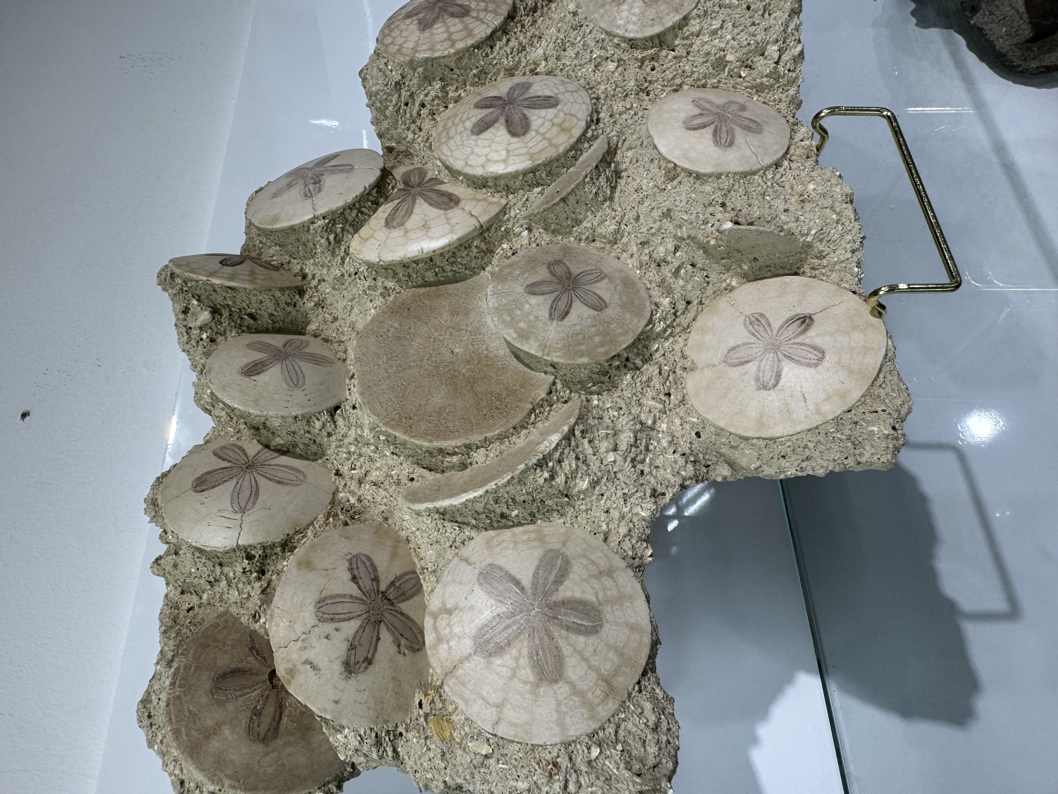 Large Scutella fossil plate, view 3