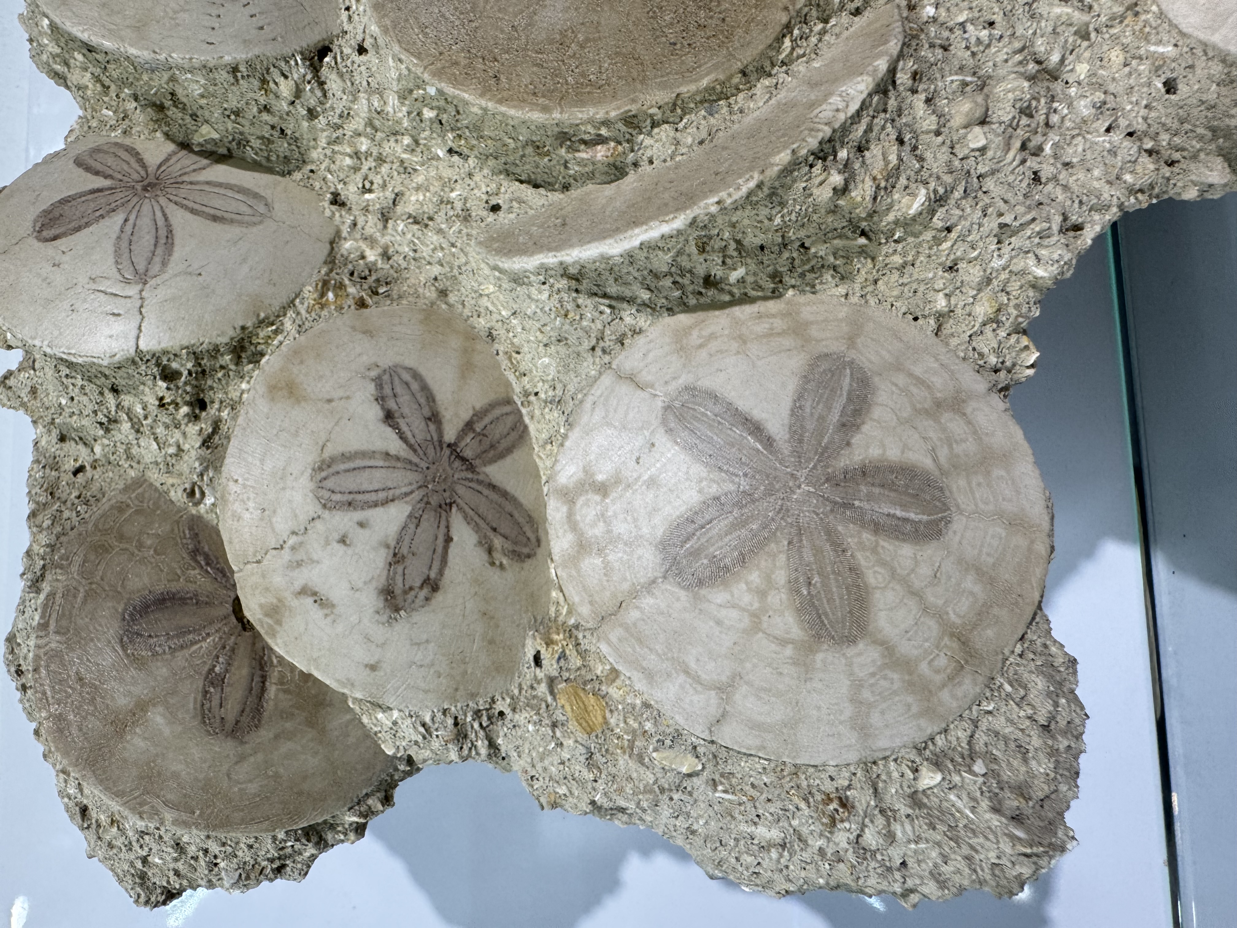Large Scutella fossil plate, view 4