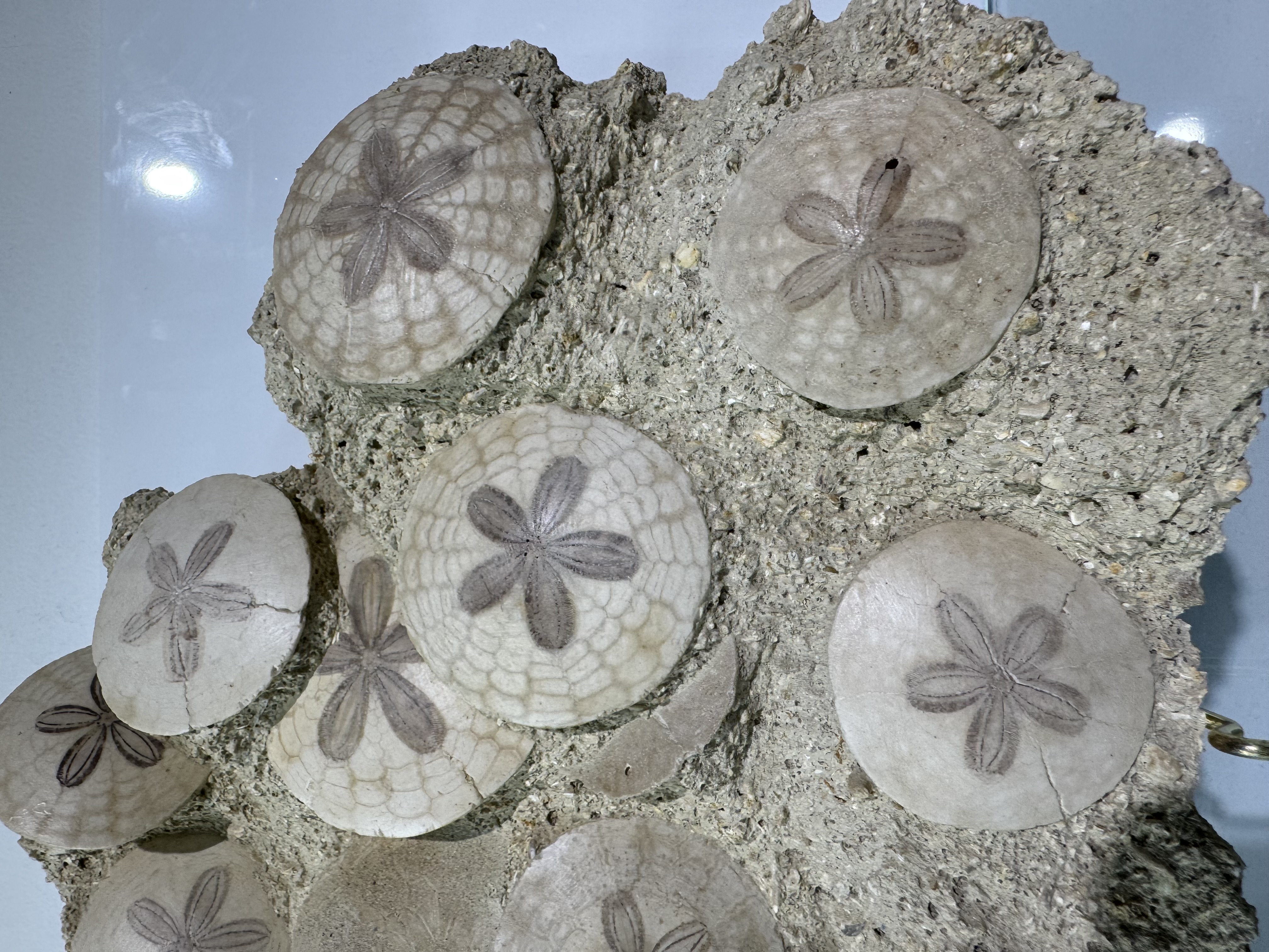 Large Scutella fossil plate, view 6
