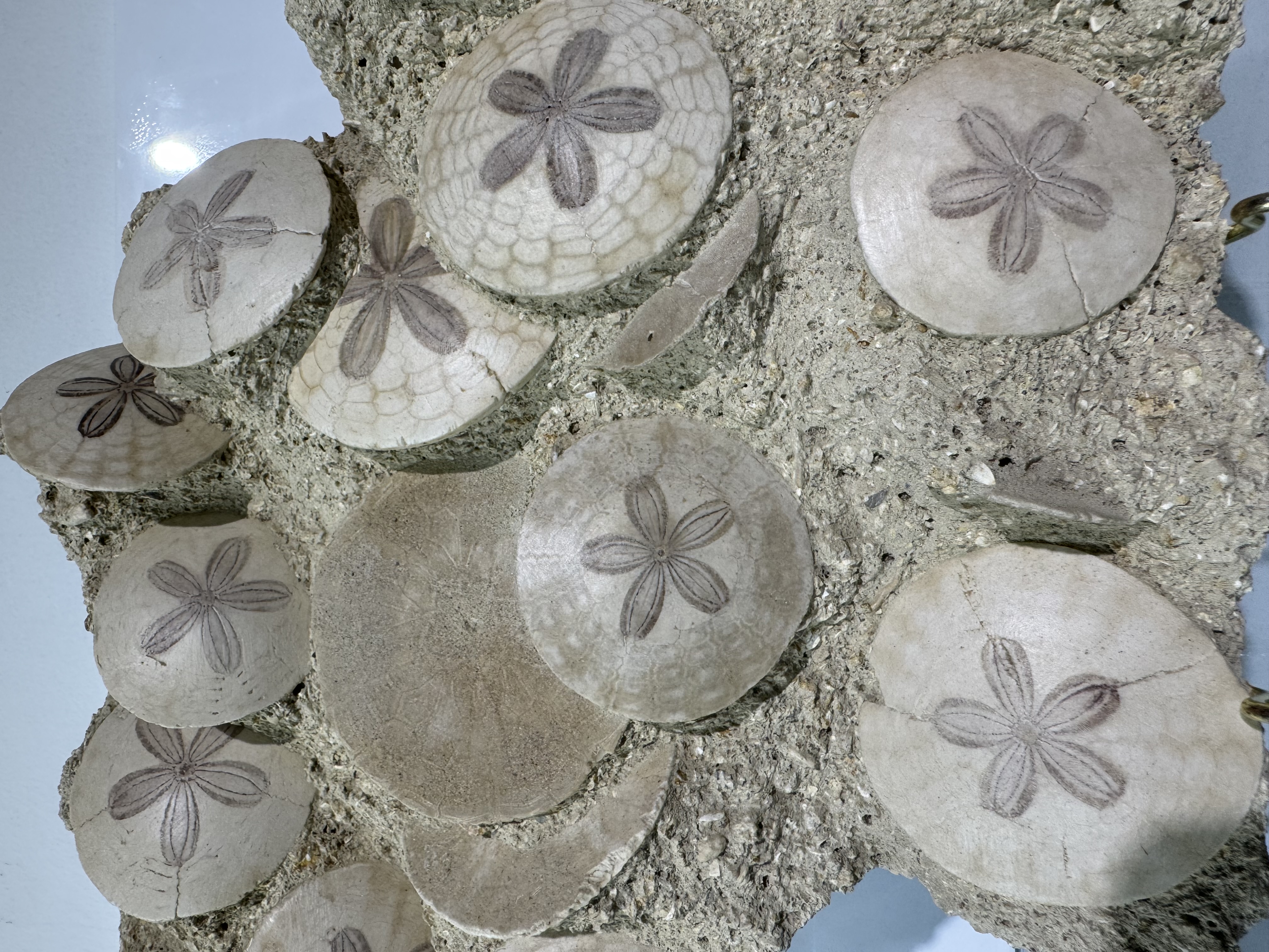 Large Scutella fossil plate, view 5